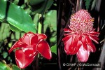 Enlarged Image of 'Etlingera elatior'
