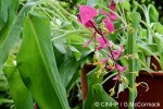 Enlarged Image of 'Globba winitii'