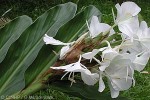 Enlarged Image of 'Hedychium coronarium'