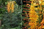 Enlarged Image of 'Hedychium gardnerianum'