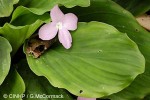 Enlarged Image of 'Kaempferia pulchra'