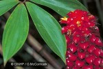 Enlarged Image of 'Tapeinochilus ananassae'