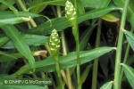 Enlarged Image of 'Zingiber officinale'