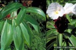 Enlarged Image of 'Costus speciosus'