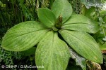 Enlarged Image of 'Costus woodsonii'