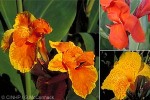 Enlarged Image of 'Canna X generalis'