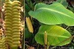 Enlarged Image of 'Calathea crotalifera'