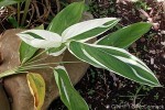 Enlarged Image of 'Maranta arundinacea'
