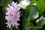 Enlarged Image of 'Eichhornia crassipes'