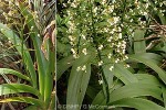 Enlarged Image of 'Xiphidium caeruleum'