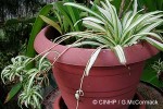 Enlarged Image of 'Chlorophytum comosum 'Vittatum''