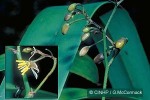 Enlarged Image of 'Dianella intermedia'