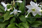 Enlarged Image of 'Eucharis amazonica'