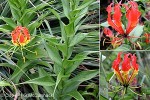 Enlarged Image of 'Gloriosa superba'