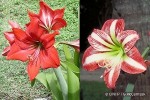 Enlarged Image of 'Hippeastrum cvs'