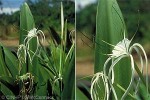 Enlarged Image of 'Hymenocallis pedalis'