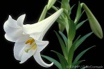 Enlarged Image of 'Lilium longiflorum hybrid'