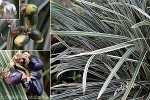 Enlarged Image of 'Ophiopogon intermedius'