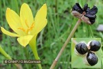 Enlarged Image of 'Zephyranthes citrina'