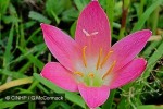Enlarged Image of 'Zephyranthes rosea'