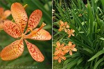 Enlarged Image of 'Belamcanda chinensis'