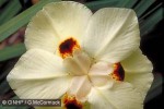Enlarged Image of 'Dietes bicolor'