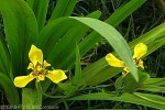 Enlarged Image of 'Trimezia steyermarkii'