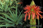 Enlarged Image of 'Aloe arborescens'