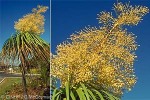 Enlarged Image of 'Beaucarnea recurvata'