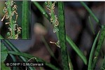 Enlarged Image of 'Sansevieria cylindrica'
