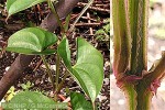 Enlarged Image of 'Dioscorea alata'