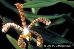Spider Orchid (Arachnis X maingayi)
