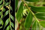 Enlarged Image of 'Dendrobium involutum'