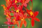 Enlarged Image of 'Epidendrum radicans'