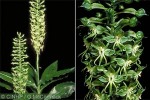 Enlarged Image of 'Habenaria amplifolia'
