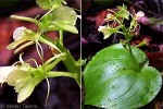 Enlarged Image of 'Liparis clypeolum'