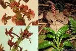 What Am I? Click to display answer!