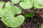 Enlarged Image of 'Nervilia aragoana'