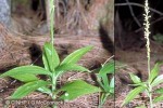 Enlarged Image of 'Peristylus minimiflorus'