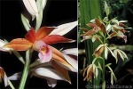 Enlarged Image of 'Phaius tankervilleae'