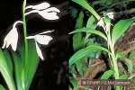 Enlarged Image of 'Phaius terrestris'