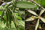 Enlarged Image of 'Vanilla planifolia'