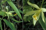 Enlarged Image of 'Vanilla tahitensis'