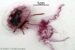Enlarged Image of 'Pelagia noctiluca QQnr'