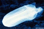 Enlarged Image of 'Carybdea alata cf.'