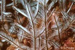 Enlarged Image of 'Macrochynchia philippina ?ID'