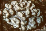 Enlarged Image of 'Cladiella species'