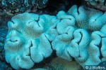 Enlarged Image of 'Sarcophyton species JS'