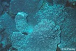 Enlarged Image of 'Sinularia species  TG.sp3_90'