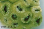 Enlarged Image of 'Soft coral'